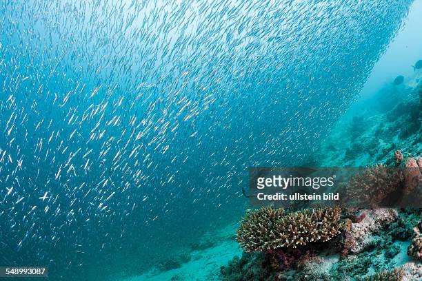 Sardine Fusiliers over Coral Reef, Dipteryginotus balteatus, Medhu Faru Reef, South Male Atoll, Maldives
