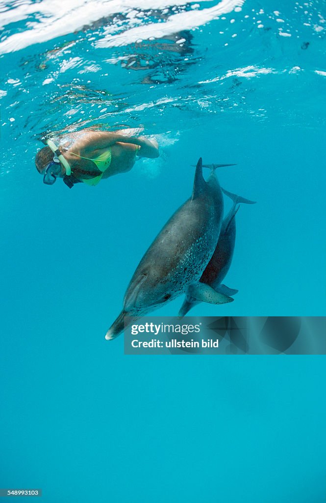 Atlantic spotted dolphin, Stenella frontalis, Bahamas, Atlantic Ocean