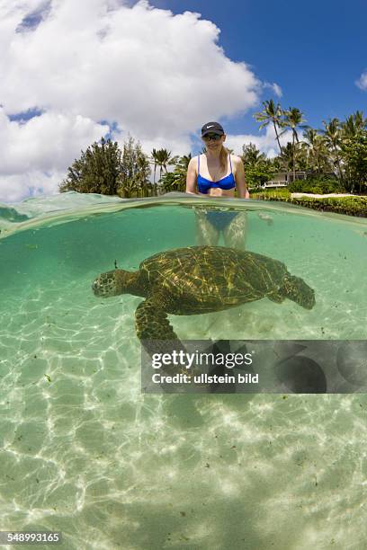 Green Turtle and Tourist, Chelonia mydas, Oahu, Pacific Ocean, Hawaii, USA