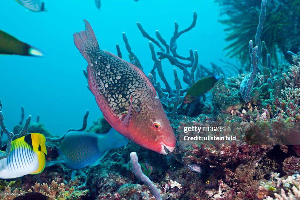 Coralfishes on Coral Reef, North Ari Atoll, Maldives