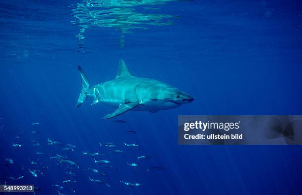 Great White Shark, Carcharodon carcharias, Australia, Dangerous Reef, Neptune Island