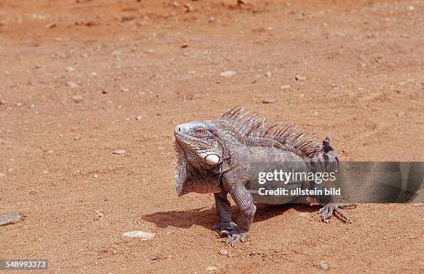 Green leguan, green iguana, Iguana iguana, Netherlands Antilles, Bonaire, Bonaire, Washington Slagbaai National Park, Pos Mangel