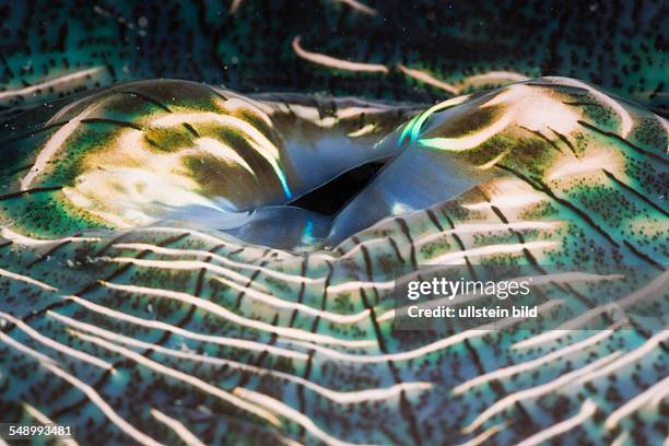 Iridescent Mantle of Giant Clam, Tridacna Squamosa, Micronesia, Palau