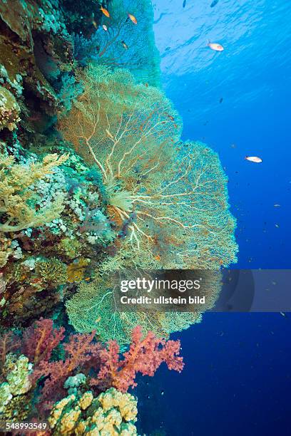 Sea Fan and Soft Corals, Supergorgia sp., Elphinestone Reef, Red Sea, Egypt