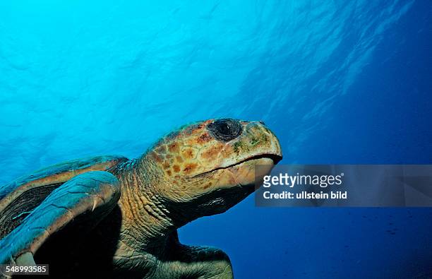 Loggerhead turtle, Caretta caretta, Netherlands Antilles, Bonaire, Caribbean Sea
