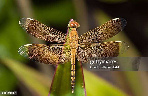 Dragonfly, Odonata, Peleliu Island, Micronesia, Palau