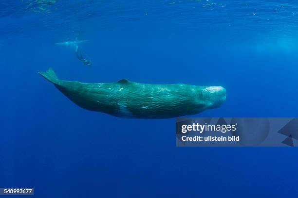 Sperm Whale and Photographer, Physeter catodon, Azores, Atlantic Ocean, Portugal