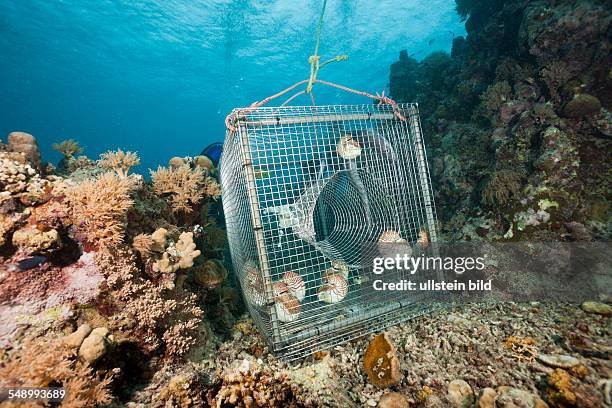 Nautilus where trapped from 300 meters in the Night, Nautilus belauensis, Micronesia, Palau