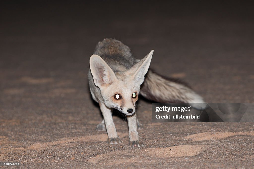 Desert Fox at Night, Vulpes Zerda, Libyan Desert, Egypt