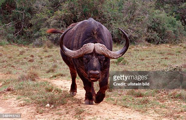 African Buffalo, Cape Buffalo, Syncerus caffer, South Africa, Addo Elephant National Park