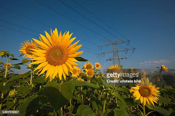 Power Lines over Sunflower Field, Helianthus annuus, Munich, Bavaria, Germany