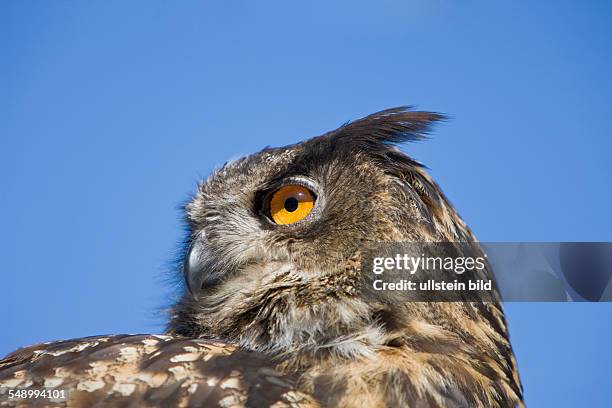 Eurasian Eagle Owl , Bubo bubo, Germany, Bavaria