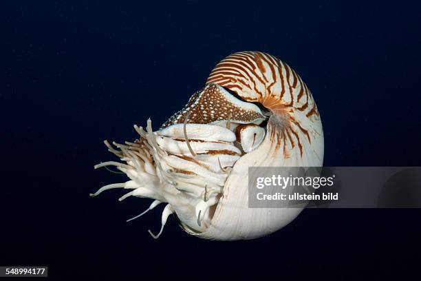 Chambered Nautilus, Nautilus belauensis, Micronesia, Palau