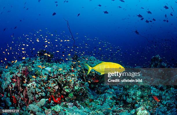 Hunting Orangespotted trevally, Carangoides bajad, Sudan, Africa, Red Sea