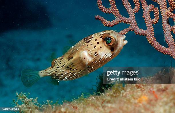 Balloonfish, Diodon holocanthus , Mexico, Sea of Cortez, Baja California, La Paz