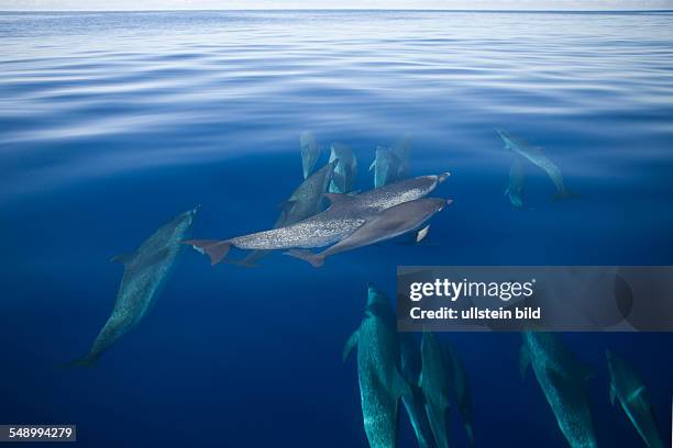 Atlantic Spotted Dolphins, Stenella frontalis, Azores, Atlantic Ocean, Portugal