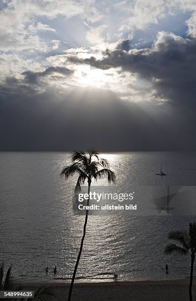 Coconut Palm with Backlight, Maui, Hawaii, USA