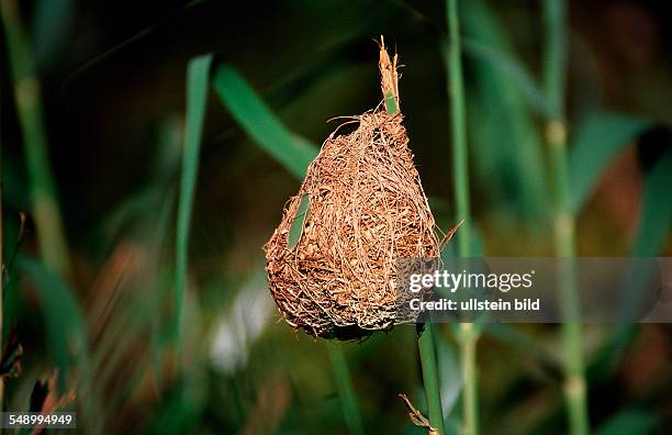 Nest of a Cape weaver, Ploceus capensis, Textor capensis, South Africa, Addo Elephant National Park
