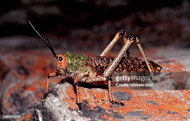 Pyrgomorphid Grasshopper, Phymateus sp., South Africa, Tsitsikamma National Park, Otter trail