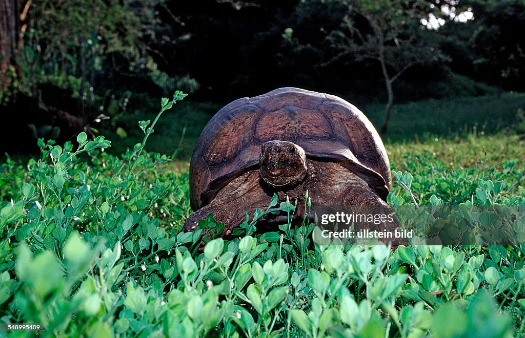 Leopard Tortoise, Testudo pardalis, Geochelone pardalis, South Africa, Addo Elephant National Park