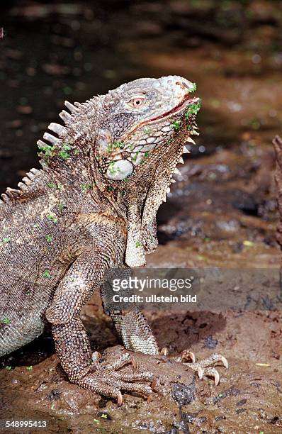 Green leguan, green iguana, Iguana iguana, Netherlands Antilles, Bonaire, Bonaire, Washington Slagbaai National Park, Pos Mangel