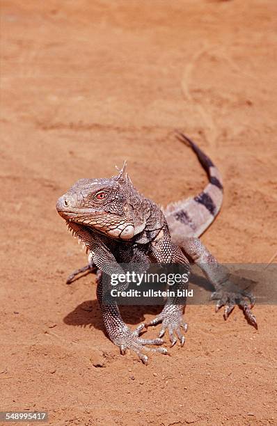 Green leguan, green iguana, Iguana iguana, Netherlands Antilles, Bonaire, Bonaire, Washington Slagbaai National Park, Pos Mangel