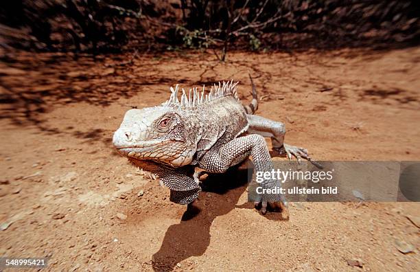 Green leguan, green iguana, Iguana iguana, Netherlands Antilles, Bonaire, Bonaire, Washington Slagbaai National Park, Pos Mangel