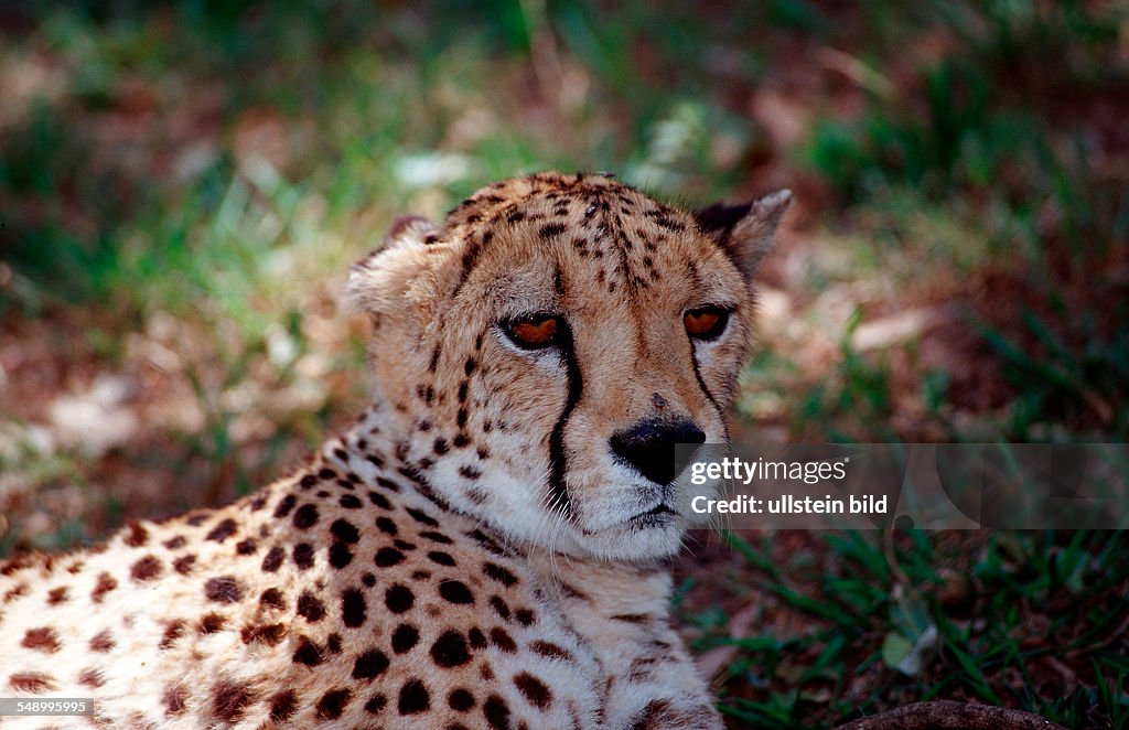 Cheetah, Acinonyx jubatus, South Africa, Kruger National Park