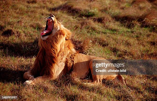 Yawning lion, Panthera leo, South Africa, Kruger National Park