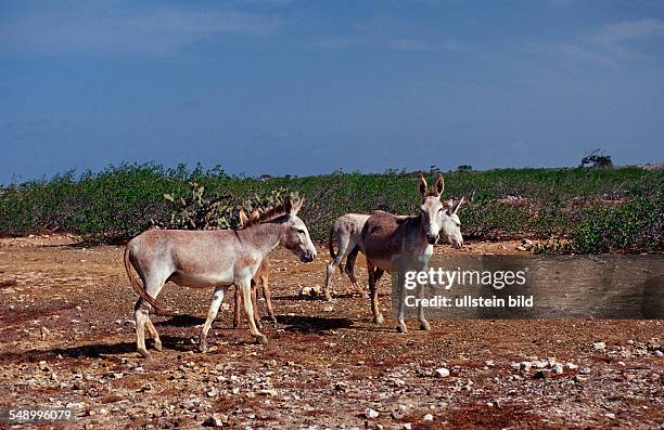 Wild donkeys, Netherlands Antilles, Bonaire, Bonaire