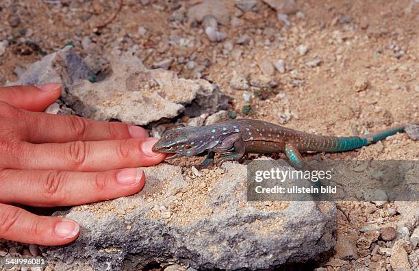 Blue whiptail lizard bites in finger, Cnemidophorus murinus ruthveni, Netherlands Antilles, Bonaire, Bonaire, Washington Slagbaai National Park, Boka...