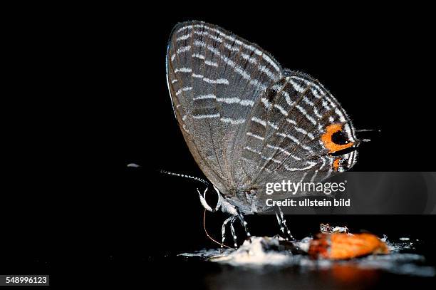 Tropical butterfly, Borneo, Sabah, Kota Kinabalu, Rafflesia Forest Reserve , Malaysia