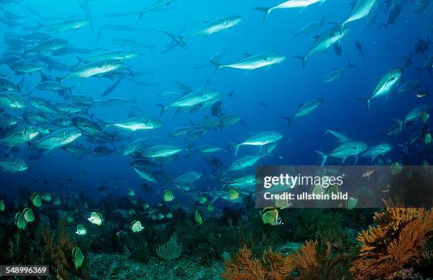 Barberfishes and Bigeye trevally, Johnrandallia nigrirostris, Caranx sexfasciatus, Mexico, Sea of Cortez, Baja California, La Paz