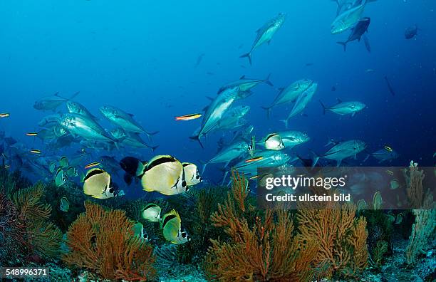 Barberfishes and Bigeye trevally, Johnrandallia nigrirostris, Caranx sexfasciatus, Mexico, Sea of Cortez, Baja California, La Paz