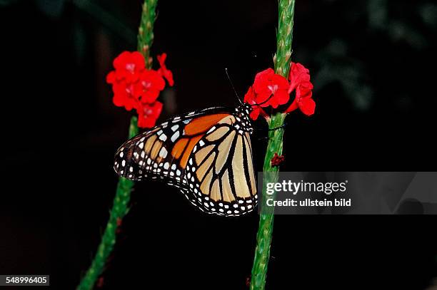 Monarch butterfly, Danaus plexippus, Mexico