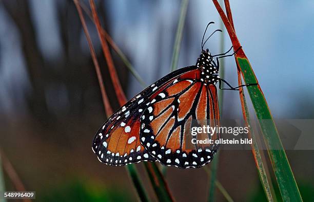 Tropic Queen, Soldier, Danaus eresimus, Brasilia