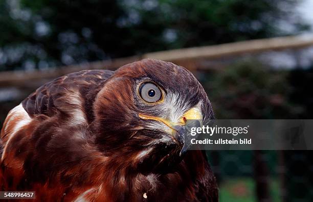 Jackal Buzzard, Buteo rufofuscus, South Africa, Addo Elephant National Park