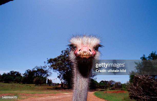 South African Ostrich, Struthio camelus australis, South Africa, Addo Elephant National Park