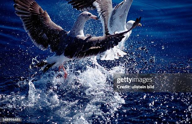 Gull, Mexico, Pacific ocean, Guadalupe