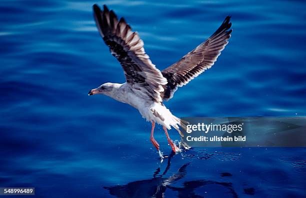 Gull, Mexico, Pacific ocean, Guadalupe