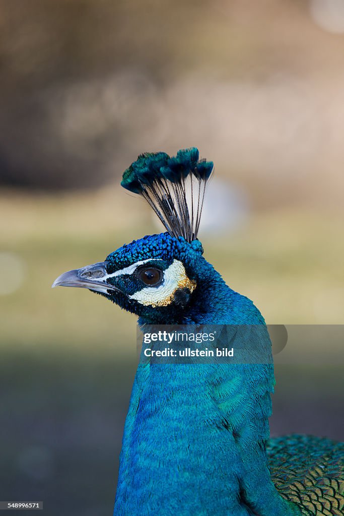 Peacock, Pavo cristatus, Germany, Bavaria