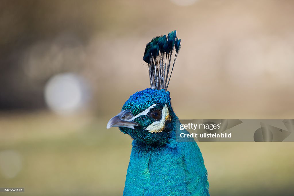 Peacock, Pavo cristatus, Germany, Bavaria