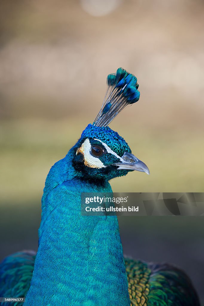 Peacock, Pavo cristatus, Germany, Bavaria