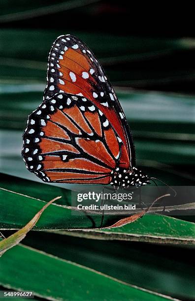 Tropic Queen, Soldier, Danaus eresimus, Brasilia