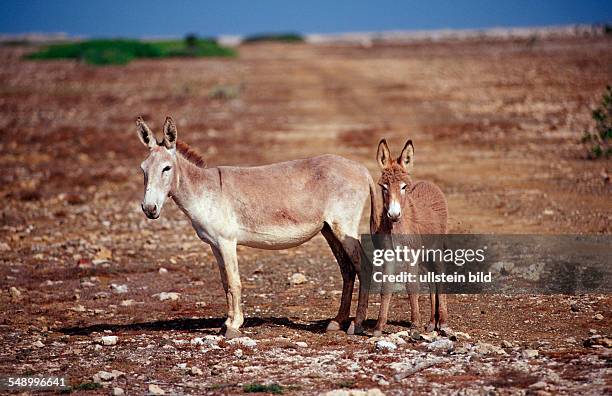 Wild donkeys, Netherlands Antilles, Bonaire, Bonaire