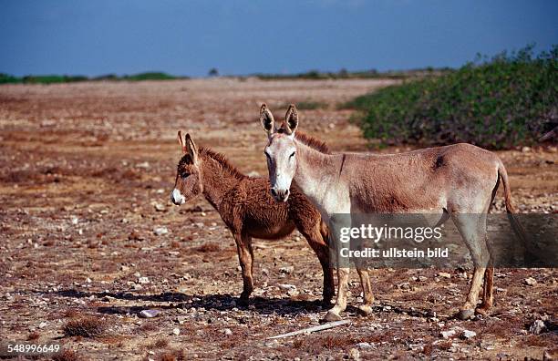 Wild donkeys, Netherlands Antilles, Bonaire, Bonaire