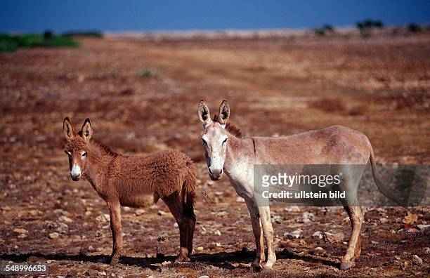 Wild donkeys, Netherlands Antilles, Bonaire, Bonaire