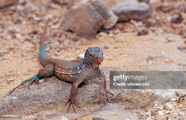 Blue whiptail lizard, Cnemidophorus murinus ruthveni, Netherlands Antilles, Bonaire, Bonaire, Washington Slagbaai National Park, Boka Chikitu