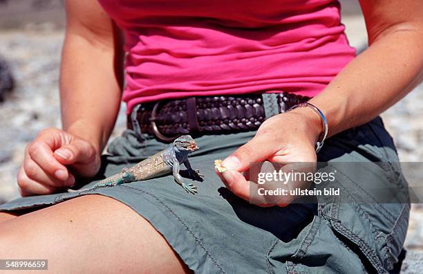 Tourist and Blue whiptail lizard, Cnemidophorus murinus ruthveni, Netherlands Antilles, Bonaire, Bonaire, Washington Slagbaai National Park, Boka...