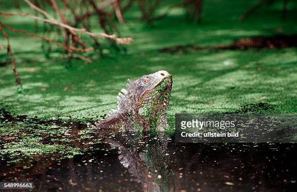 Green leguan, green iguana in water, Iguana iguana, Netherlands Antilles, Bonaire, Bonaire, Washington Slagbaai National Park, Pos Mangel